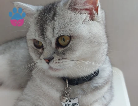 Acil eş aramaktadır