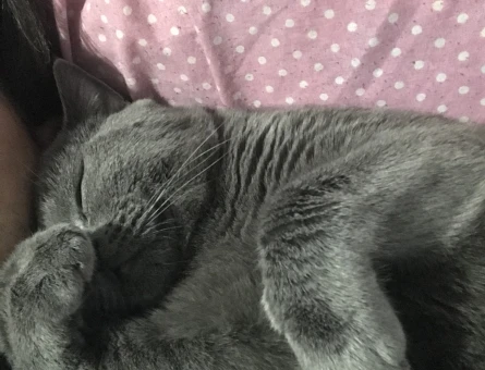 British Shorthair Dişi eş arıyorum - 118973662