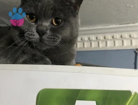 British Shorthair Dişi eş arıyorum