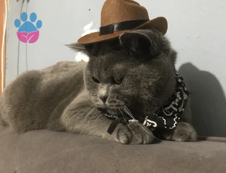 British Shorthair Dişi eş arıyorum