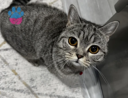 Kedimize eş arıyoruz