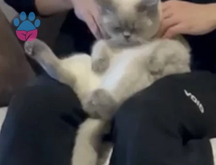 Schothis fold blue point 11 aylik