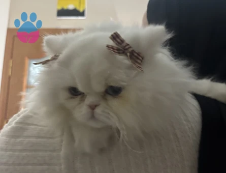 1 yaşında kedime eş arıyorum