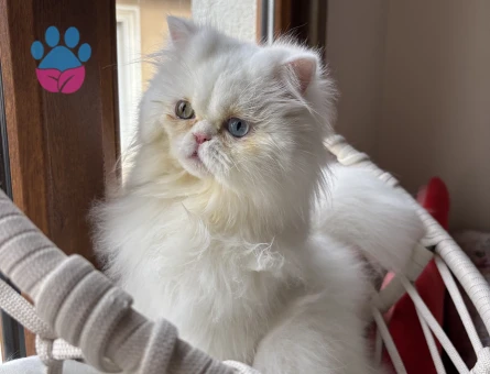 1 yaşında kedime eş arıyorum