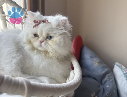 1 yaşında kedime eş arıyorum