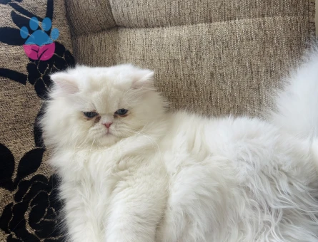 1 yaşında kedime eş arıyorum