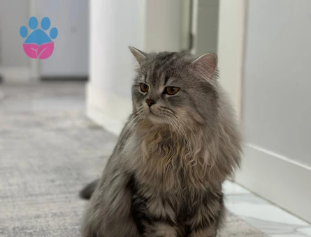 Oğlum mino kızgınlıkta