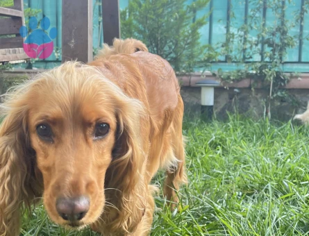 Cocker Kızımıza eş arıyoruz