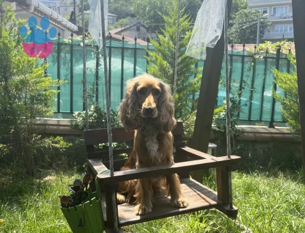 Cocker Kızımıza eş arıyoruz