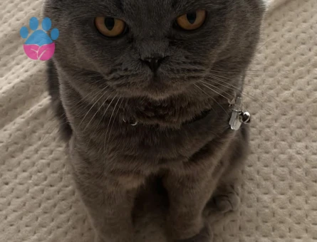 Scottish Fold 3 Yaşında Kedim Eş Arıyor