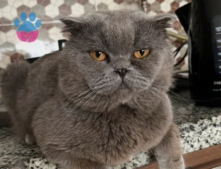 Scottish Fold 3 Yaşında Kedim Eş Arıyor