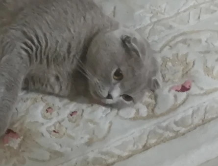 Scotich cinsi kızımıza eş arıyoruz - 118981406
