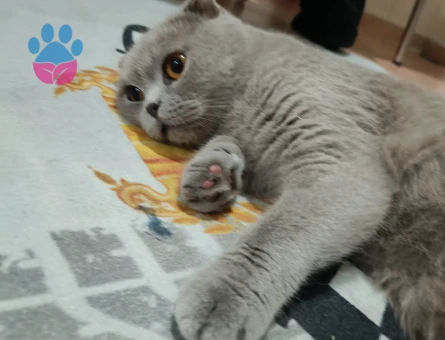 Scotich cinsi kızımıza eş arıyoruz