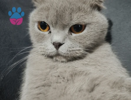 Scotich cinsi kızımıza eş arıyoruz