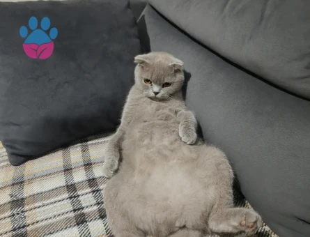 Scotich cinsi kızımıza eş arıyoruz