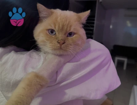 British Shorthair 2 Yaşında Kedim Eş Arıyor