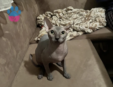 Sfenks 1 Yaşında Kedim Eş Arıyor