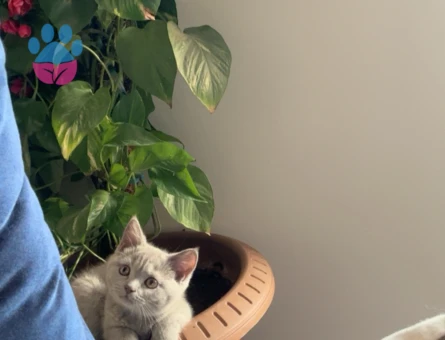 British Shorthair Kızıma Eş Arıyoruz