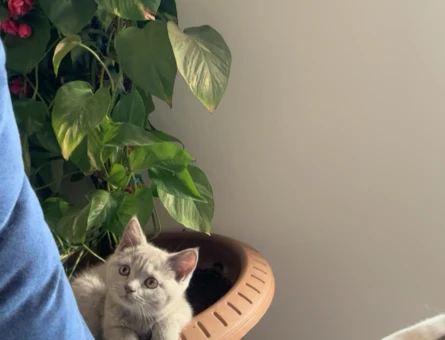 British Shorthair Kızıma Eş Arıyoruz - 118981413