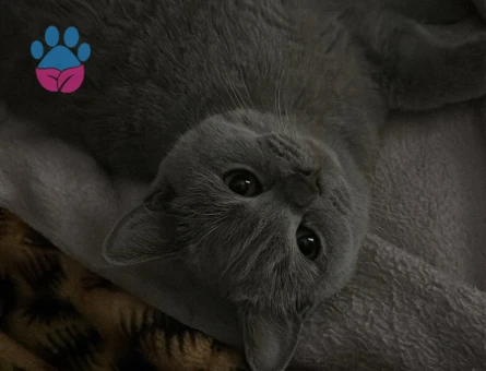 British Shorthair Kızıma Eş Arıyoruz