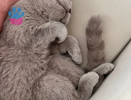 British Shorthair Kızıma Eş Arıyoruz