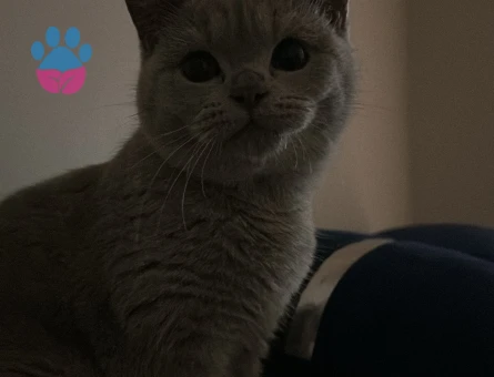 British Shorthair Kızıma Eş Arıyoruz