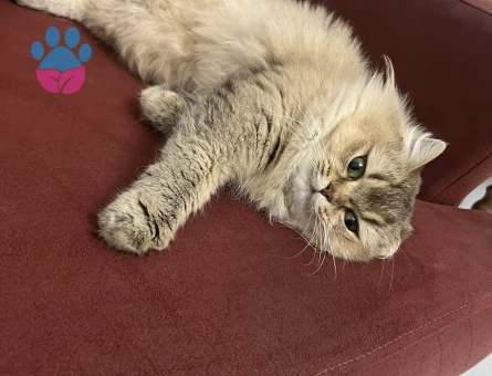 British Longhair 2 Yaşında Eş Arıyor