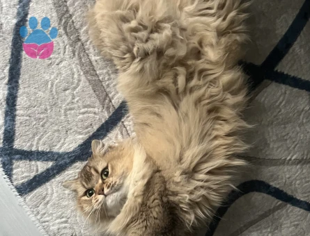 British Longhair 2 Yaşında Eş Arıyor