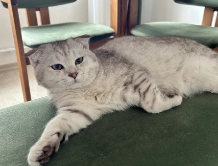 1,5 yaşında erkek Scottish fold kedimize eş arıyoruz - 118974501