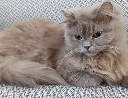 British Longhair 11 Aylık Tokur Eş Arıyor - 118974503
