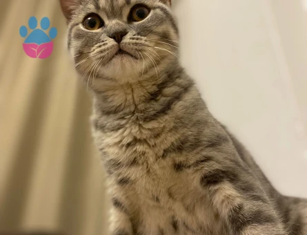 9 aylik Brtisih Oglumuza Gelin Hanim ariyoruz