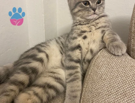 9 aylik Brtisih Oglumuza Gelin Hanim ariyoruz