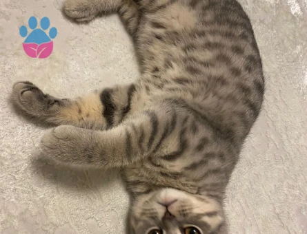 9 aylik Brtisih Oglumuza Gelin Hanim ariyoruz