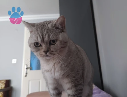 British Shorthair 10 Aylık Kızgınlıkta Eş Arıyor
