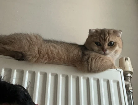 British Shorthair Dişi 1 Yaşında Eş Arıyor - 118974507