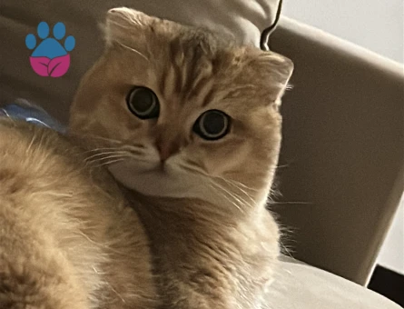 British Shorthair Dişi 1 Yaşında Eş Arıyor