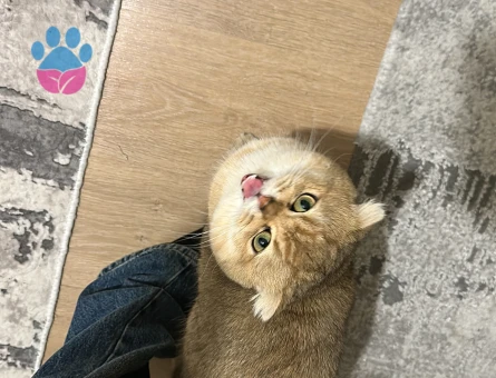 British Shorthair Dişi 1 Yaşında Eş Arıyor
