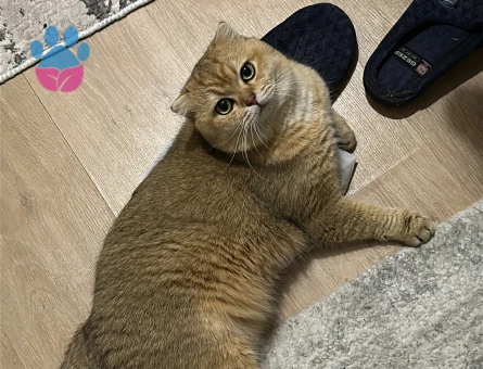 British Shorthair Dişi 1 Yaşında Eş Arıyor