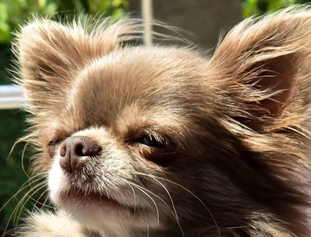 Chihuahua Dİşi Köpeğime Eş Arıyorum Kızgınlıkta - 118974508