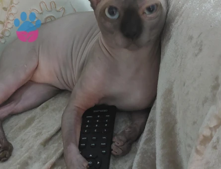 Sfenks 1 Yaşında Eş Arıyor Kızgınlıkta