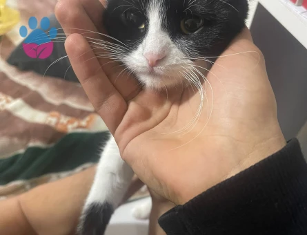 Scottish Fold Mimi Koca Arıyor