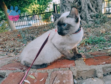 Siyam Kedisi Eş Arıyoruz