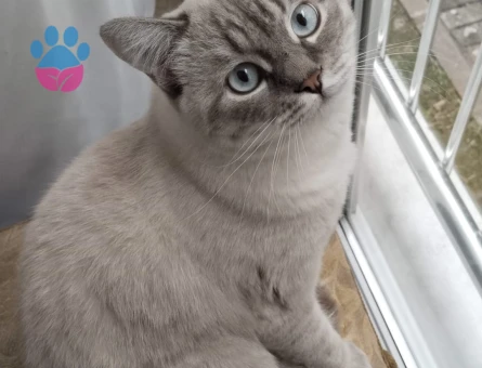 British shorthair Erkek Kedim Eş Arıyor 11 Aylık