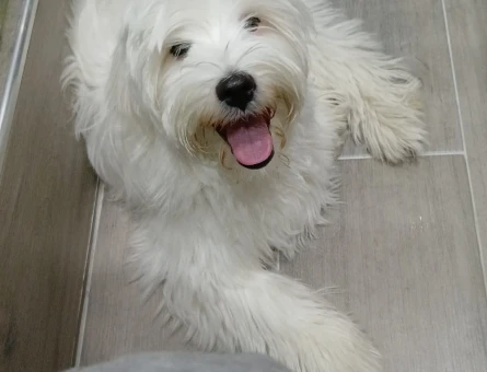 Maltese Terrier 1 Yaşında Erkek Köpeğime Eş Arıyorum - 118974515
