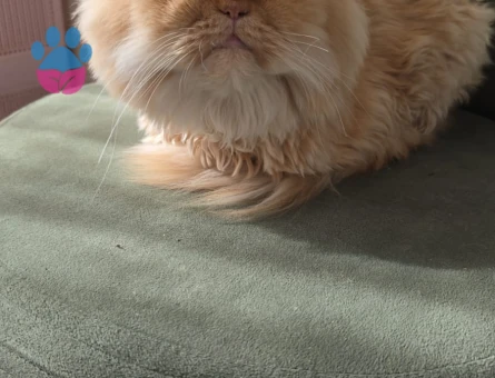 İran Kedisi Kızımıza eş arıyoruz