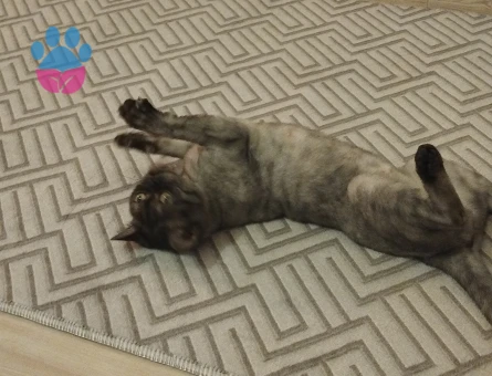 British Shorthair 1 Yaşında Kedim Eş Arıyor