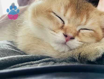 Safkan British Shorthair Golden Kedime Eş Arıyorum