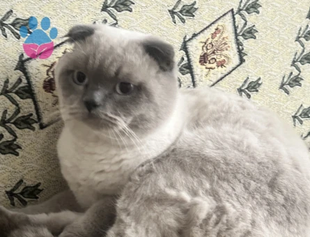 British Shorthair Uysal Oğluma Eş Arıyorum
