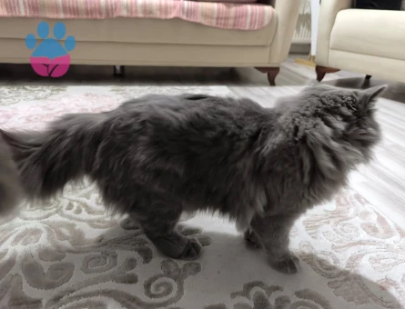 Oğlumuza uygun bir gelin adayı arıyoruz