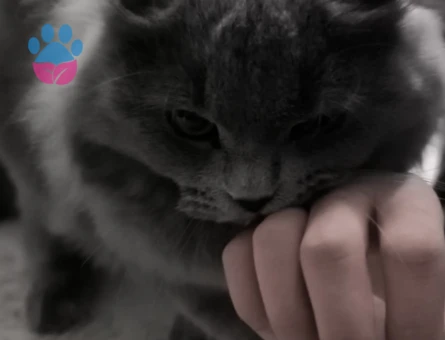 Oğlumuza uygun bir gelin adayı arıyoruz